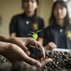 Hands holding a sprouting plant in soil