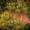 Aerial view of trees in Founders Garden