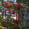 Temple Flag and Flowers